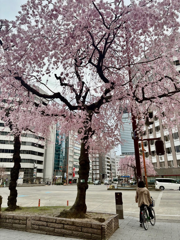 道端の桜