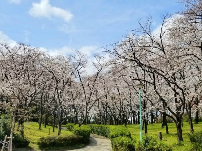 横井山緑地の桜