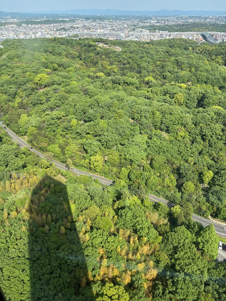 タワーから見る景色