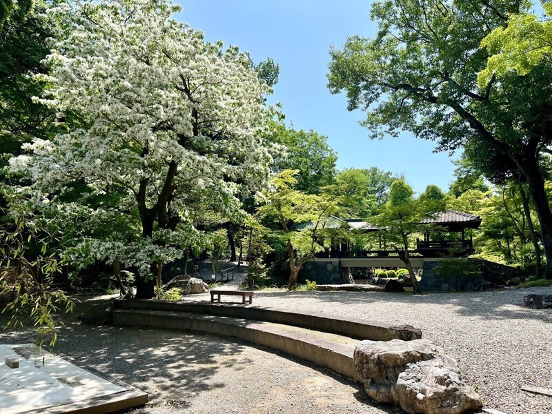 揚輝荘のなんじゃもんじゃ