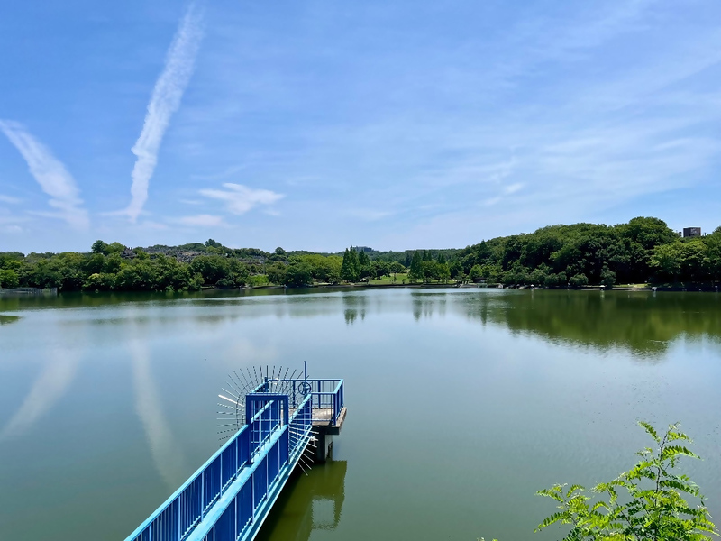 猫ヶ洞池の様子