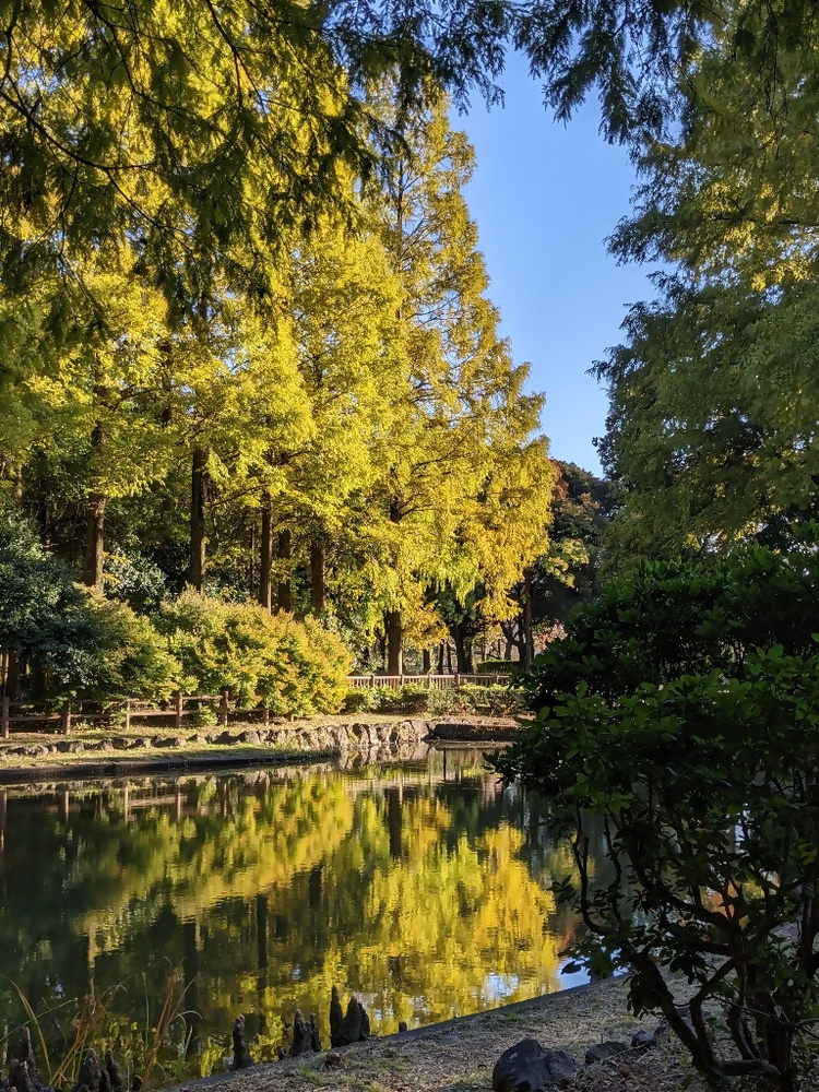 庄内緑地の水辺