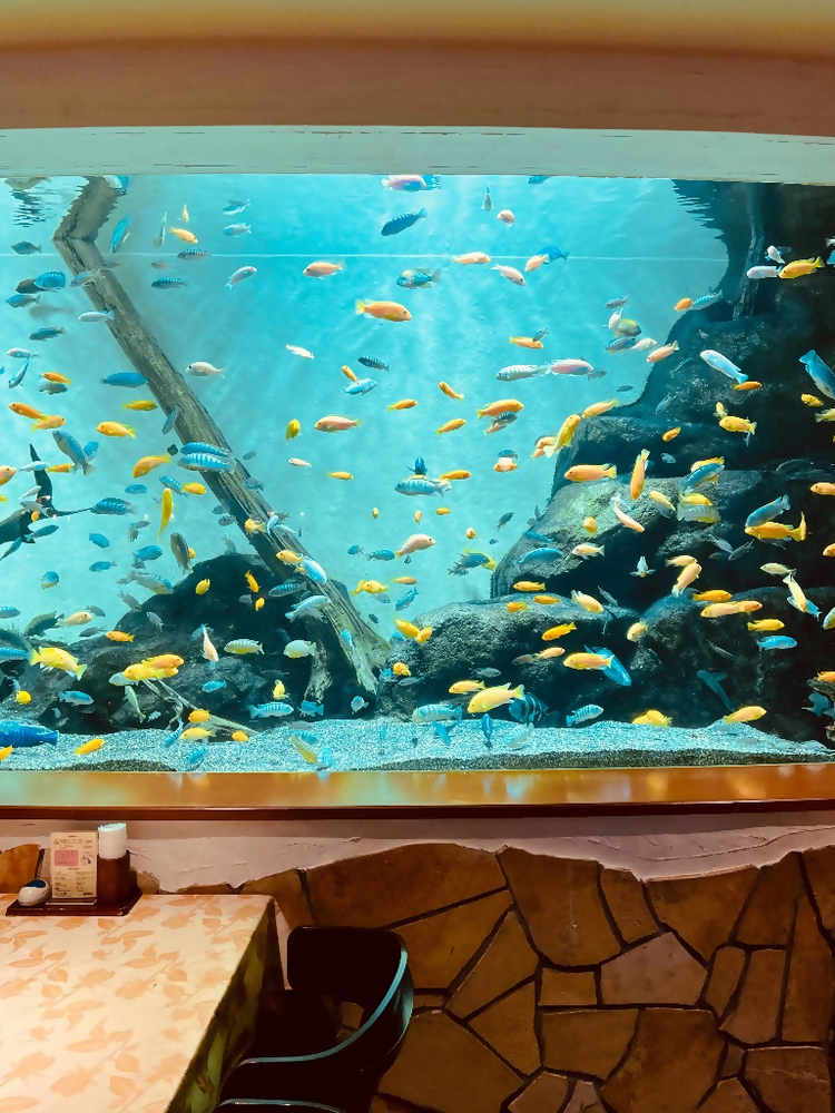 レストランの水槽