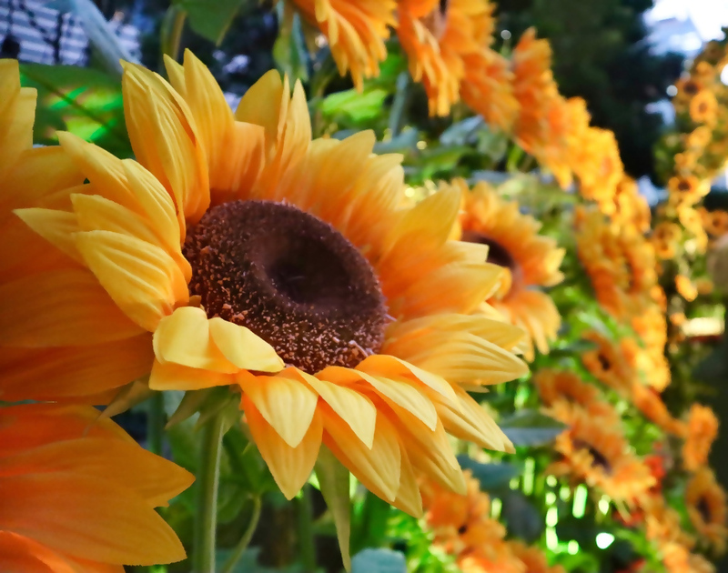 大名古屋ビルヂングのひまわり