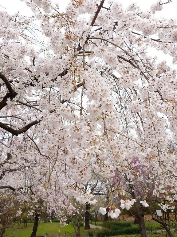 桜