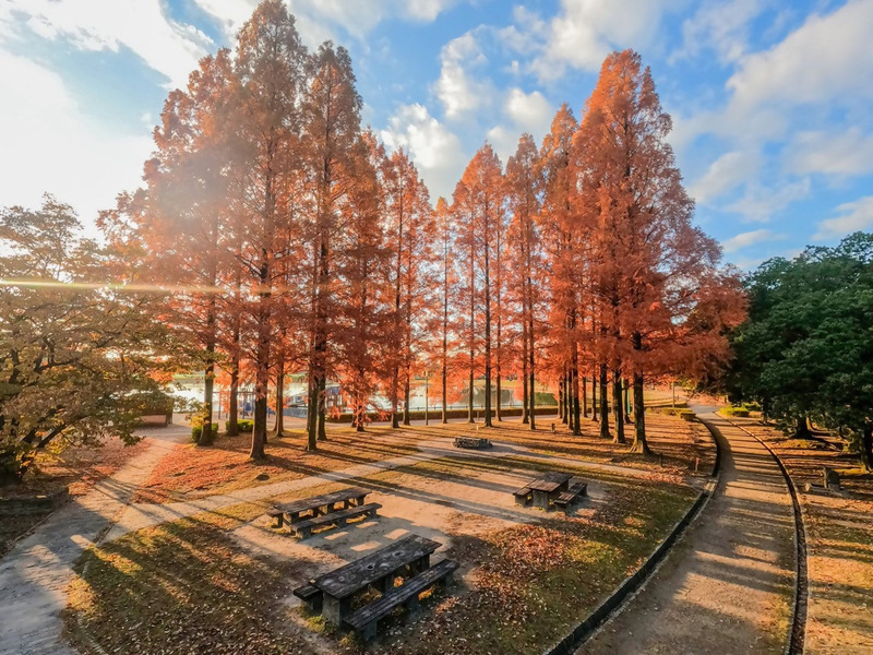 庄内緑地の写真