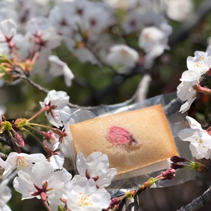 さくらのフィナンシェの写真