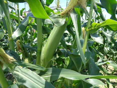 春夏野菜の部トウモロコシ