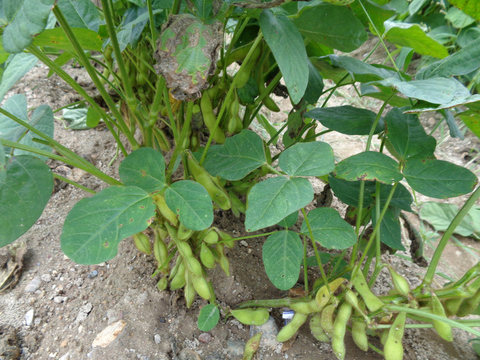 スイートコーン・春夏野菜の部エダマメ