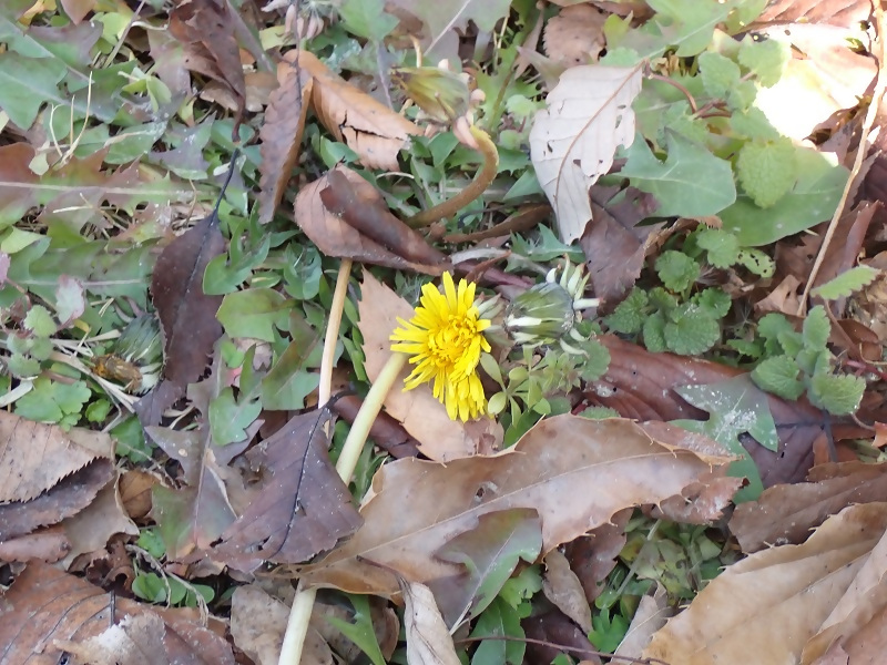 写真：タンポポの花