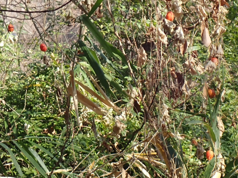 写真：カラスウリの実
