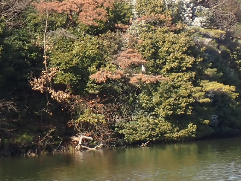 写真：木の枝にとまるサギ
