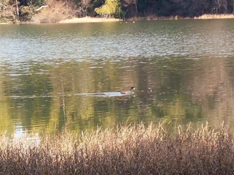写真：水面を優雅に泳ぐカモ