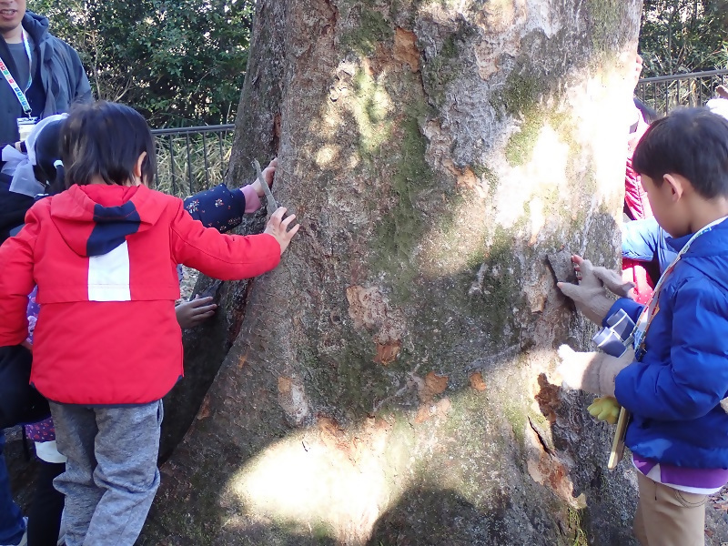 写真：木の皮パズルに挑戦