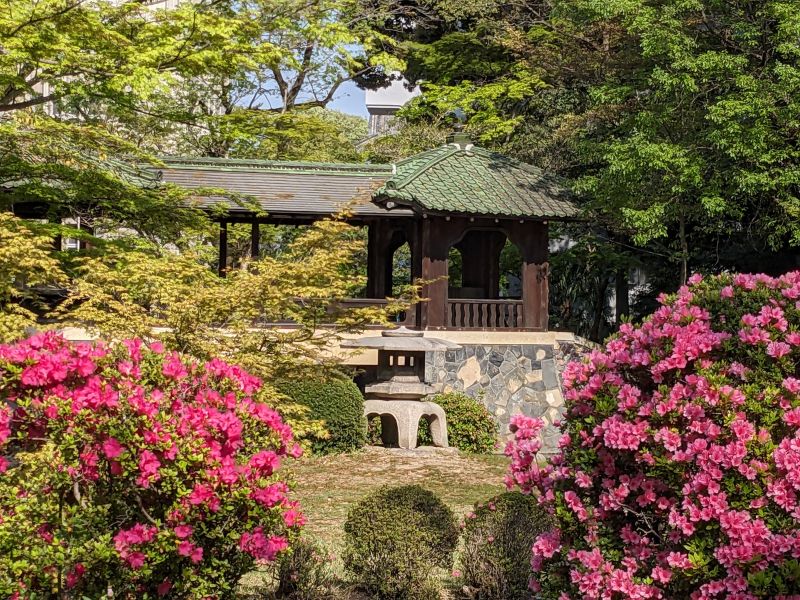 クルメツツジ（北園）