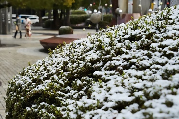 画像:雪をまとった木の様子