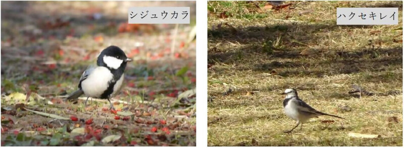 写真：シジュウカラ及びハクセキレイ