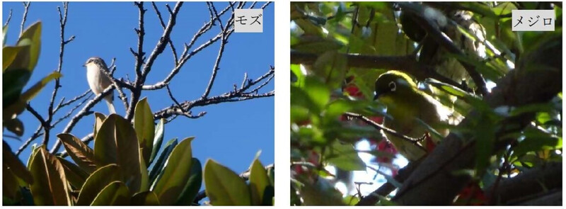 写真：モズ及びメジロ
