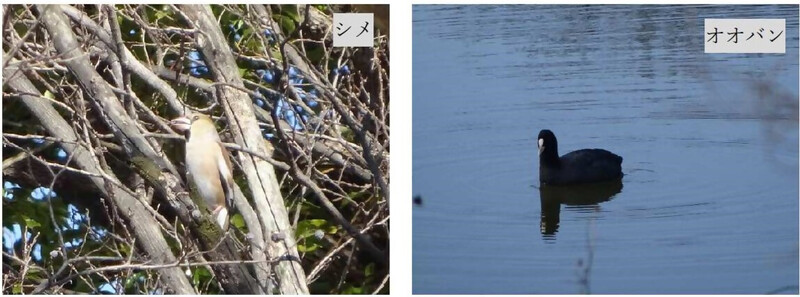 写真：シメ及びオオバン