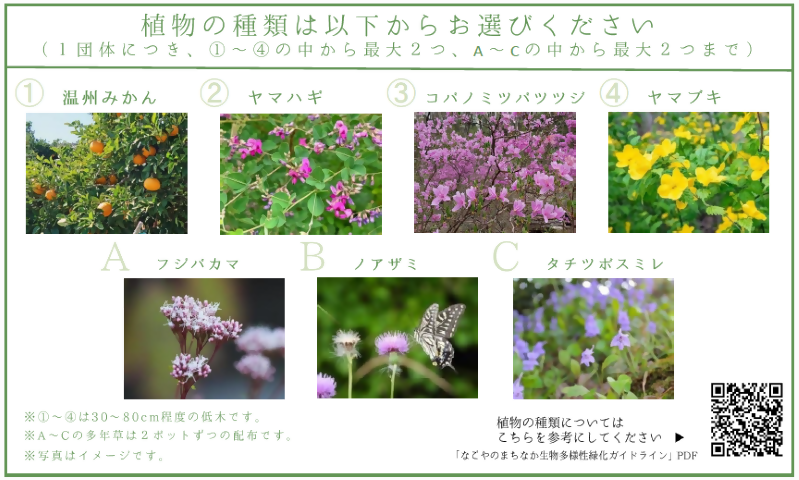 写真：植物の種類