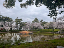 写真：中村公園池