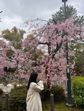 写真：中村公園桜