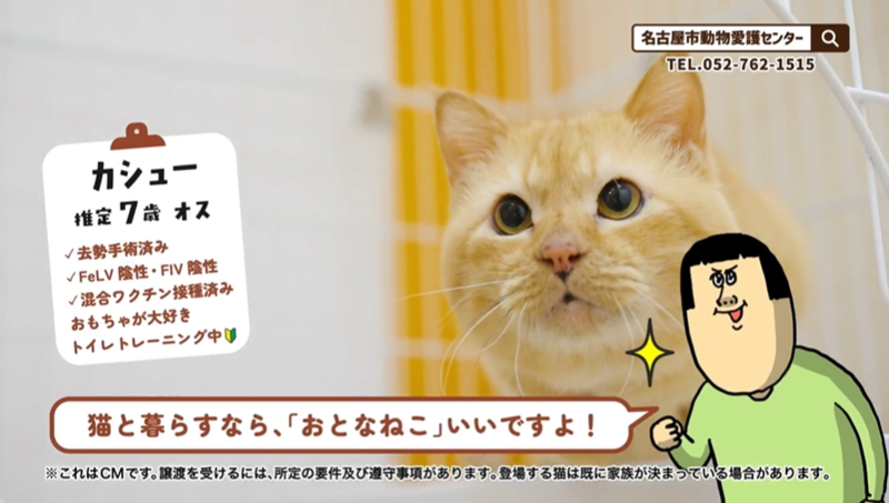 写真：2カット目　ナレーション「猫と暮らすなら、おとなねこ　いいですよ！」