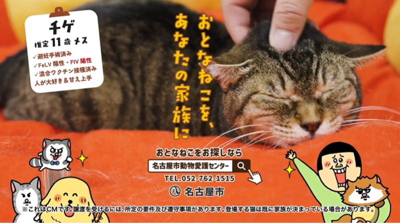 写真：4カット目ナレーション「おとなねこを、あなたの家族に　名古屋市」