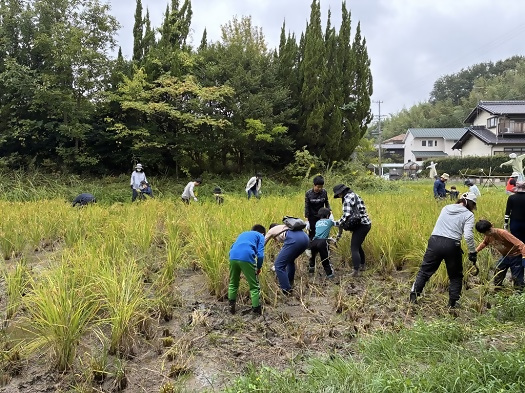 画像:稲刈りの様子