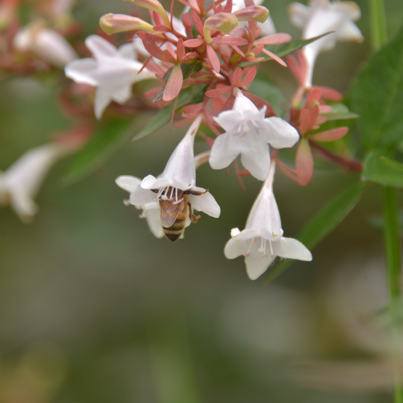 アベリアの花に頭を突っ込み蜜を集めるみつばち画像