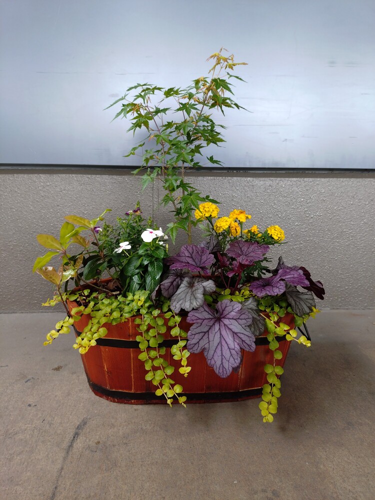 寄せ植え画像