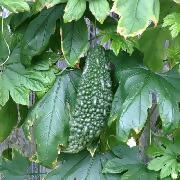 ゴーヤの写真です。