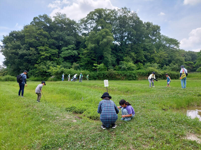 猪高緑地の田んぼ