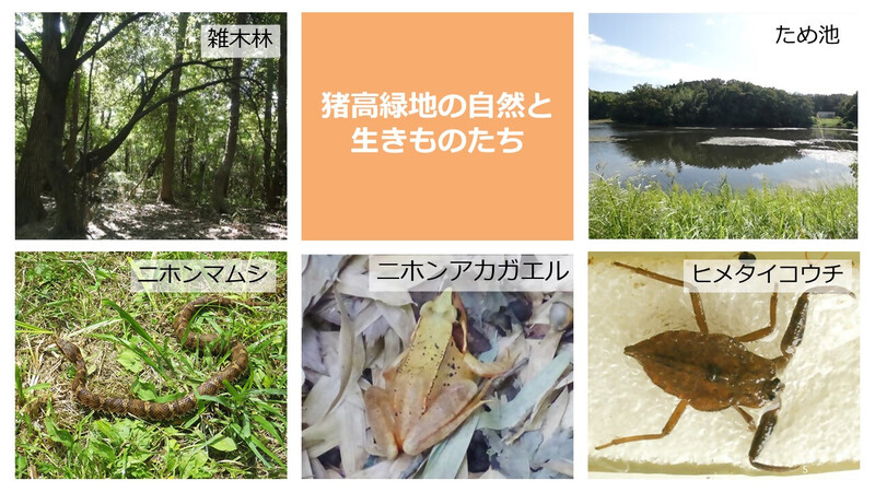 猪高緑地の自然を示した画像