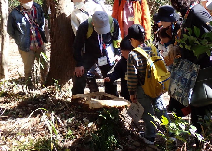 写真:切り株の年輪を観察