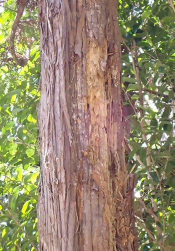 写真:コゲラの食事跡