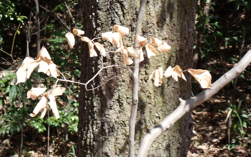 写真:ヤマコガシ