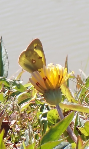 写真タンポポとチョウ