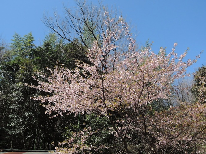 写真:棚田の河津桜