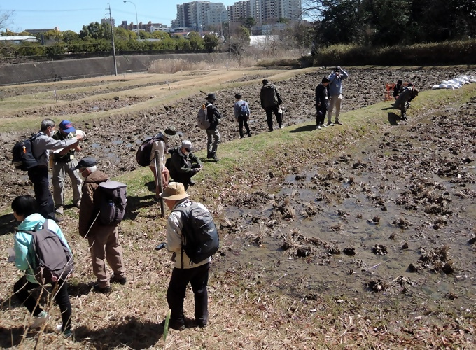 写真:棚田で生き物観察