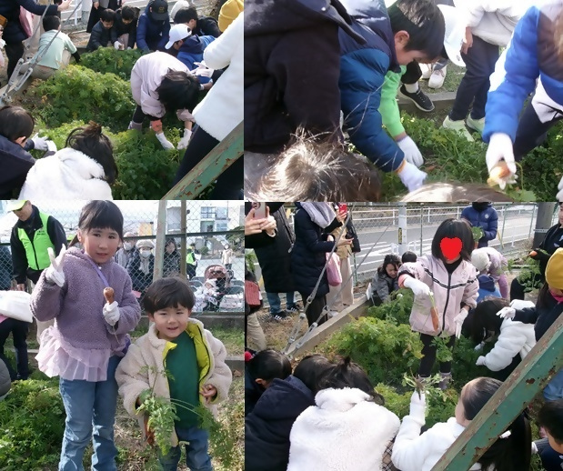 写真:収穫の様子