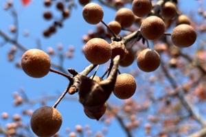 写真:マメナシの実