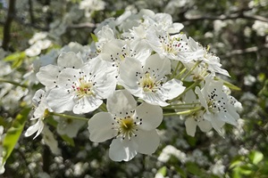 写真:マメナシの花
