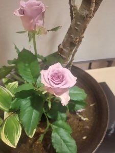 写真：展示の様子3