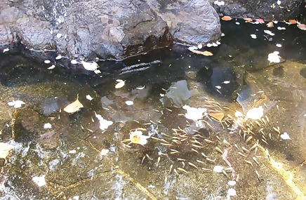 画像：放流されたメダカ達の様子