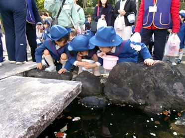 画像：放流されたメダカを眺める園児さん達