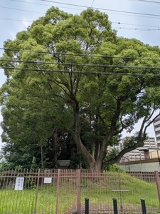matubararyoku