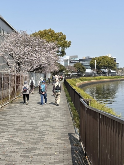 写真：桜並木をウォーキングする様子