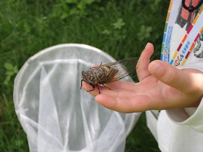 写真：セミを捕まえました