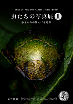 写真：虫たちの写真展2のチラシ